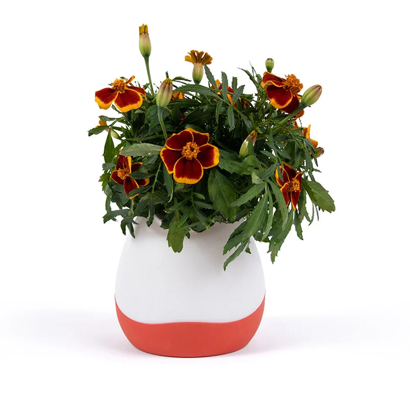 Gardyn Vase