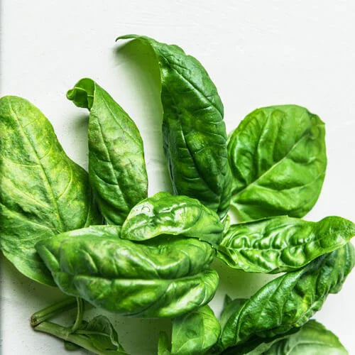 Basil
