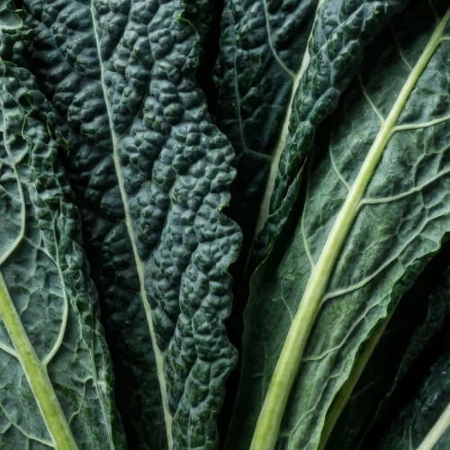 Kale Lacinato