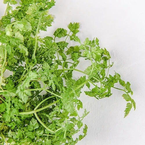 Chervil