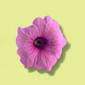 Pink Petunia