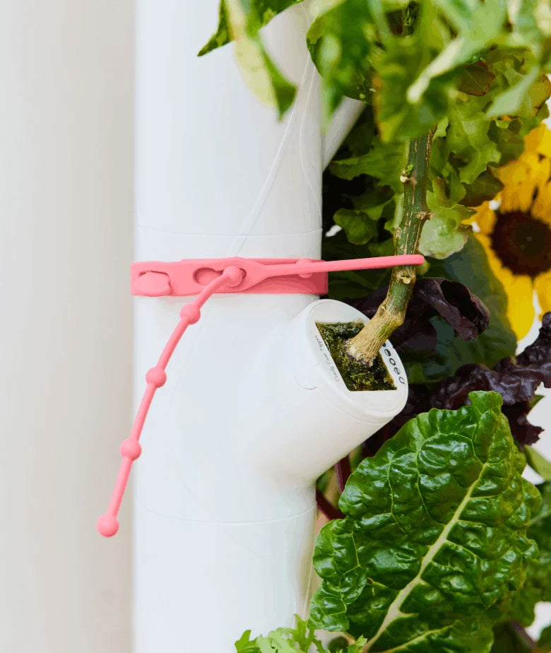 Plant Belt