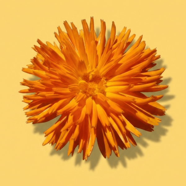 Radio Calendula