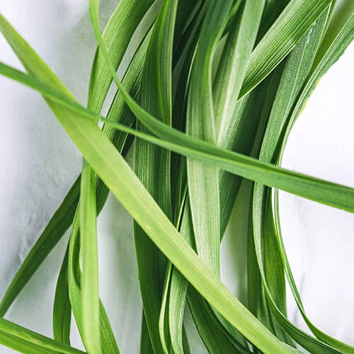 Lemongrass