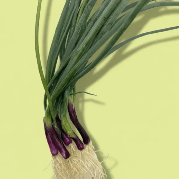 Bunching Onions