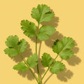 Cilantro