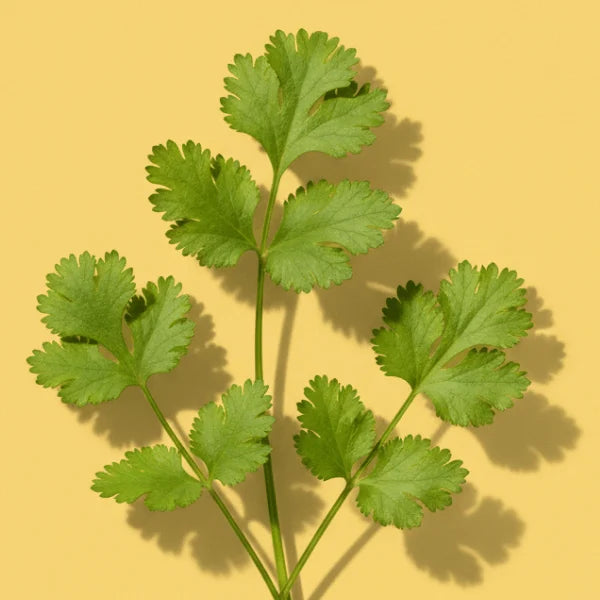 Cilantro