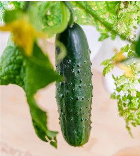 Cucumbers