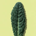 Kale Lacinato