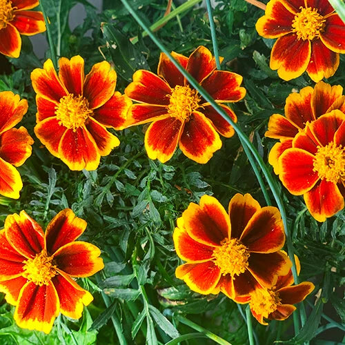 Marigold