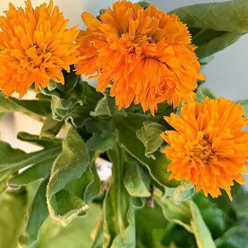 Radio Calendula
