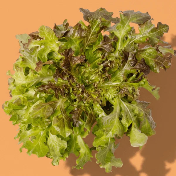 Red Salad Bowl