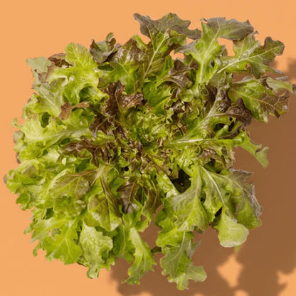 Red Salad Bowl