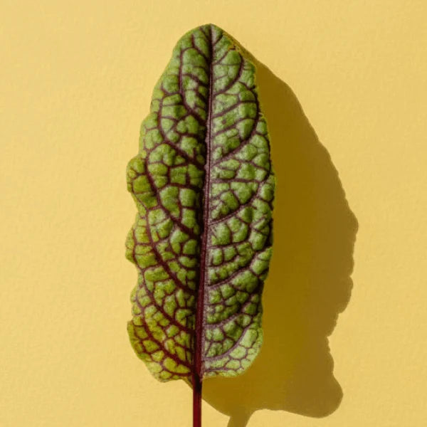 Red Sorrel