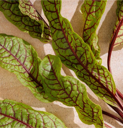 Red Sorrel